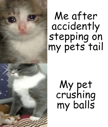 A sad cat with the caption “me accidentally stepping on my pet’s tail” and then a big angry cat with “my pet crushing my balls”