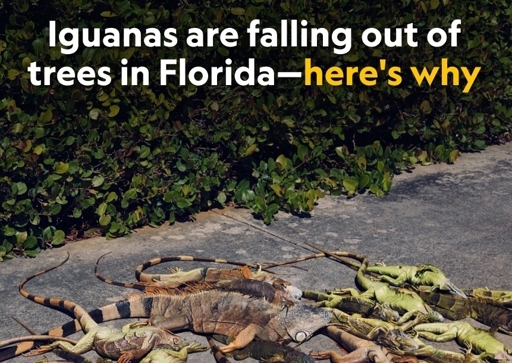 article: "this is why iguanas are falling from the trees in Florida"