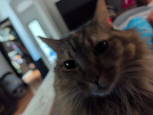 Photo of cat looking at the camera yea