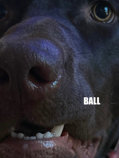 have you heard about ball?