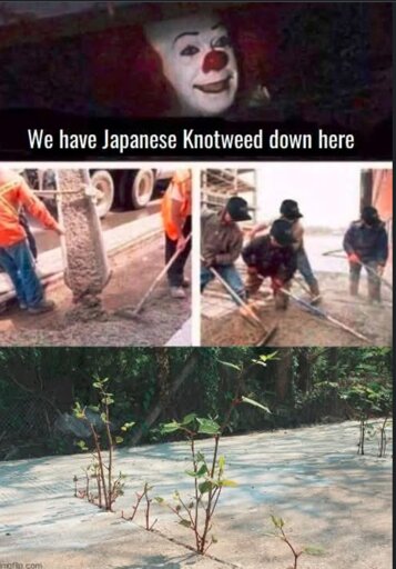 A four panel meme.  In the first panel, Pennywise the clown, looking up from a sewer drain, is captioned "we have Japanese knotweed down here".  In the second and third panels a group of workers are laying a concrete sidewalk. In the fourth panel, sprouts of Japanese knotweed are growing aggressively through cracks in that concrete sidewalk.